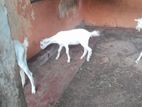 sanal mari adum kudeyum