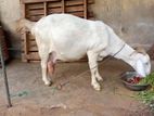 Farm Goat