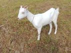 Farm Goat