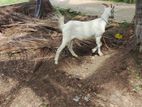 Saanen Goat