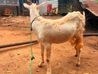 Farm Goat