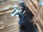 Farm Goats