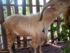 Sanam Goat