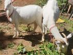 Sanan 2 Female Goats