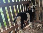 Farm Goat