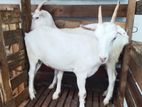 sanan female