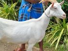 Sanan Female Goat