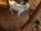 Sanan Female Goat