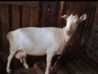 Sanan Female Goat