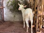 Sanan Female Goat