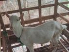 Saanen Female Goats