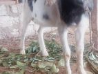 Sanan Goat