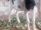 Sanan Goat