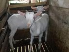 Sanan Goats