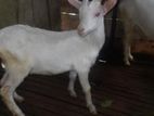 Sanan Goats