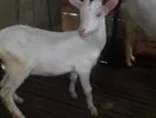Sanan Goats