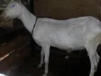 Farm Goat