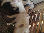 Saanen Goats