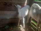 Farm Goat