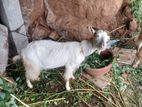 Farm Goat