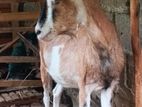Sanan Goat