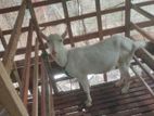 Sanan Goats