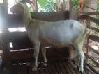 Sanan Goats