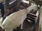 Sanan Goat Female