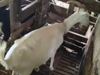 Sanan Goat Female