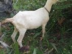 Sanan Female Goat