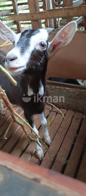 Sanan Goats for Sale in Hanwella | ikman