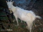 Sanan Goat