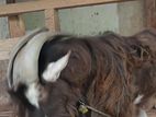 Sanan Goat