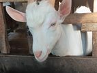 Sanan Goat