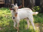 Sanan Goat