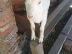 Sanan Goat for Sale