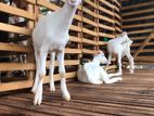 sanan goat