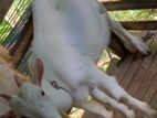 Sanan Goat