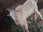 Sanan Goats