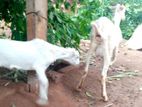 Sanan Goat
