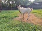 Sanan Goat