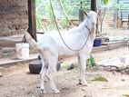 Sanan Goat