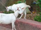 Sanan goat