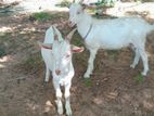 Sanan goat