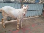 Sanan goat