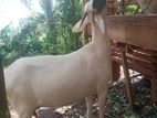 Saanen Goat