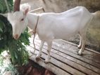 Sanan goat