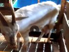 Sanan Goat