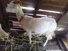 Sanan Goat for sale (සනාන් ගැහැණු සතෙකු )