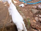 Sanan goat male